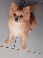 Pomchi reu, Dieren en Toebehoren, 15 weken tot 1 jaar, CDV (hondenziekte), Eén hond, Nederland