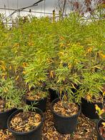 Senna corymbosa - Prachtige plant met gele bloemen, Volle zon, Vaste plant, Zomer, Ophalen