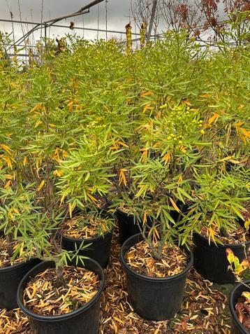 Senna corymbosa - Prachtige plant met gele bloemen beschikbaar voor biedingen
