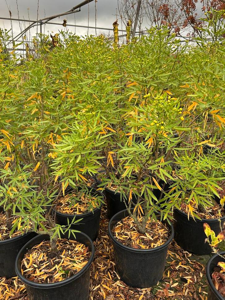 Senna corymbosa - Prachtige plant met gele bloemen, Tuin en Terras, Planten | Tuinplanten, Vaste plant, Overige soorten, Volle zon