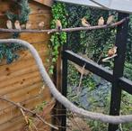 13 Zilverbekjes te koop, Dieren en Toebehoren, Meerdere dieren, Tropenvogel