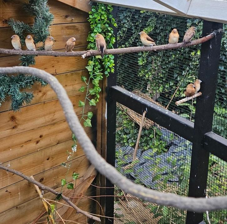 4 Zilverbekjes te koop, Dieren en Toebehoren, Vogels | Overige Vogels, Tropenvogel, Meerdere dieren