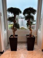 2 bonsaibomen met bak  (kunst), Tuin en Terras, Planten | Bomen, Bloeit niet, Overige soorten, 100 tot 250 cm, Ophalen