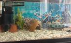 Guppies ter overname / aquarium, Vis
