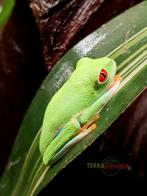 Agalychnis callidryas, Dieren en Toebehoren, Reptielen en Amfibieën, Amfibie, 0 tot 2 jaar