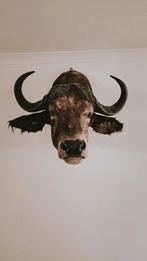 Shouldermount buffel, Ophalen, Zo goed als nieuw