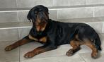 ‼️FCI STAMBOOM ROTTWEILERDEKREU‼️, Reu, 1 tot 2 jaar, Parvo, Eén hond