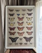 Poster vlinders in lijst XL, Ophalen, Zo goed als nieuw, Kunststof