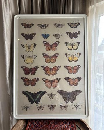 Poster vlinders in lijst XL beschikbaar voor biedingen