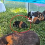 Cavia Beertje 2 kleur, Dieren en Toebehoren, Augustus, Mannelijk, Cavia