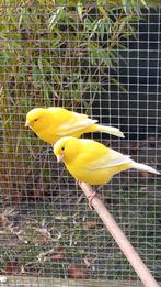 kanaries, Dieren en Toebehoren, Vogels | Kanaries, Meerdere dieren, Kleurkanarie