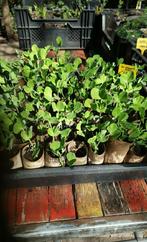 Biologische Rijspeulen ( peultjes), Tuin en Terras, Ophalen, Volle zon, Groenteplanten, Eenjarig