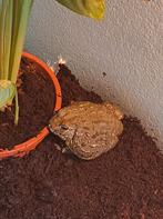 Kapitein bullfrog, Dieren en Toebehoren, Reptielen en Amfibieën, Schildpad, 0 tot 2 jaar