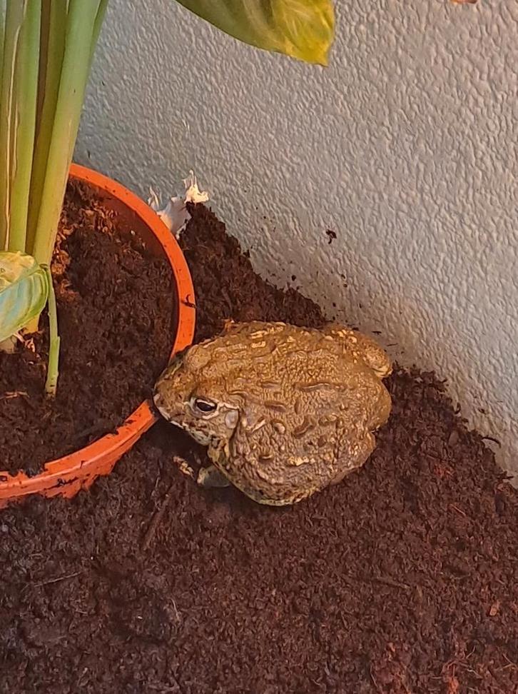 Kapitein bullfrog, Dieren en Toebehoren, Reptielen en Amfibieën, Schildpad, 0 tot 2 jaar