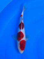 Showa van Izumiya | Koikarpers  | Tosai vissen, Dieren en Toebehoren, Karper of Koi
