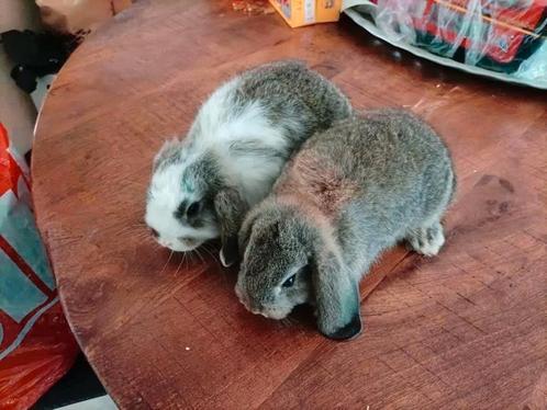 raszuivere Nederlandse hangoordwergen (NHD)2x ramen, Dieren en Toebehoren, Konijnen, Dwerg, Meerdere dieren, Hangoor