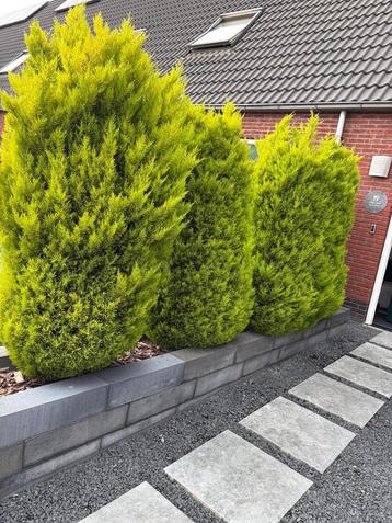 4 coniferen beschikbaar voor biedingen