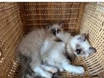 Ragdoll kittens, Dieren en Toebehoren, Katten en Kittens | Raskatten | Langhaar, Poes
