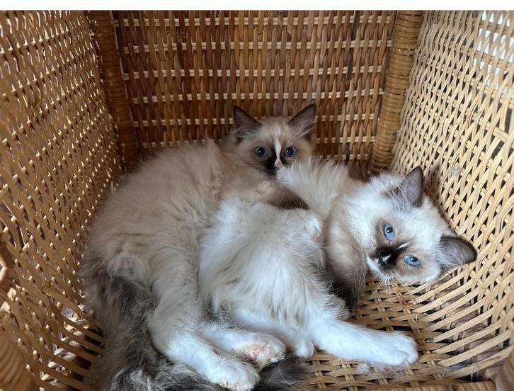 Ragdoll kittens, Dieren en Toebehoren, Katten en Kittens | Raskatten | Langhaar, Poes