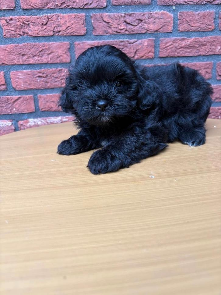 Shipoo pup reutje, Dieren en Toebehoren, Honden | Chihuahua's en Gezelschapshonden, Teef, Overige rassen, Fokker | Hobbymatig