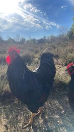 Mooie grote zwarte Hanen, Dieren en Toebehoren, Katten en Kittens | Overige Katten, 0 tot 2 jaar