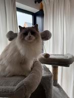 Ragdoll blue point color, 6 jaar of ouder