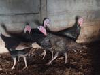 Kalkoenen 5 hanen 2 hennen, Dieren en Toebehoren, Pluimvee, Meerdere dieren, Kalkoen