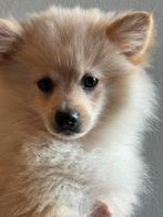 Kerngezonde Pomeriaan/Keeshond pups in blond en bruin., Dieren en Toebehoren, Honden | Poolhonden, Keeshonden en Oertypen, CDV (hondenziekte)