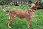 Mechelse herder te koop, goed waaks en sociaal, Dieren en Toebehoren, Honden | Herdershonden en Veedrijvers, 6 jaar of ouder, Teef