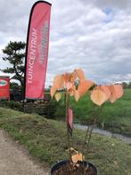 ALCHORNEA Davidii, Tuin en Terras, Planten | Tuinplanten, Halfschaduw, Zomer, Vaste plant, Overige soorten