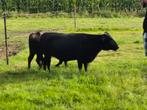 Dahomey koeien, Dieren en Toebehoren, Meerdere dieren, 0 tot 2 jaar