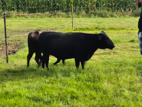 Dahomey koeien, Dieren en Toebehoren, Runderen, Meerdere dieren, 0 tot 2 jaar