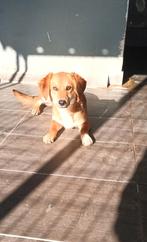 Olga een schattig klein meisje, Dieren en Toebehoren, Particulier, Rabiës (hondsdolheid), 8 tot 15 weken, Buitenland