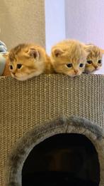 100% British Kort Haar Kitten (britse korthaar), Meerdere dieren, Met stamboom