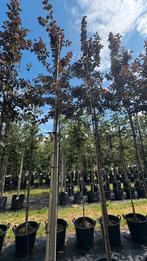 Malus sierappel bomen in verschillende soorten, Ophalen of Verzenden, Lente, Volle zon, Overige soorten
