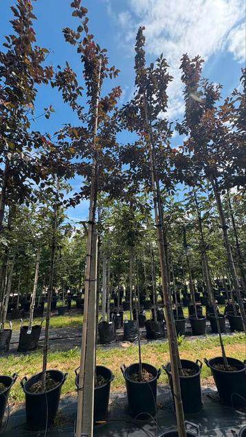 Malus sierappel bomen in verschillende soorten beschikbaar voor biedingen