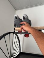 Grijze roodstaartjes koppel, Meerdere dieren, Parkiet