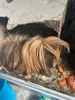 2 leuke cavia’s, Cavia, Mannelijk, November, Tam