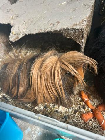 2 leuke cavia’s beschikbaar voor biedingen