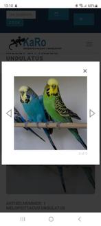 Engelse grasparkiet, Dieren en Toebehoren, Vogels | Parkieten en Papegaaien