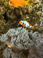 Koppel snowflake anemoonvis, Dieren en Toebehoren, Vis, Zoutwatervis