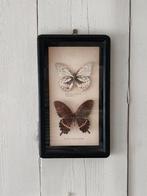 Vintage houten lijst met vlinders., Ophalen of Verzenden, Gebruikt, Insect, Opgezet dier