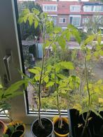 Tomatenplanten met knop dat worden de tomaatjes 60 cm hoog., Ophalen, Volle zon, Groenteplanten, Eenjarig