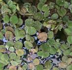 Drijfplantjes Salvinia Minima, Verzenden, Nieuw, Plant(en), Steen of Hout