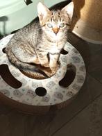 Kruising Ragdoll kittens, Dieren en Toebehoren, Katten en Kittens | Overige Katten, Meerdere dieren, Kortharig, 0 tot 2 jaar