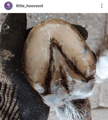 Bekappen pony's. Natuurlijk bekapper.  beschikbaar voor biedingen