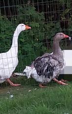 Koppel sebastopol krulveer ganzen, Dieren en Toebehoren, Meerdere dieren, Gans of Zwaan