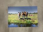 Wanddecoratie koeien, 50 tot 75 cm, Nieuw, Ophalen of Verzenden, Schilderij