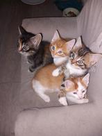 Lieve mooie kittens ZIE UPDATE, Dieren en Toebehoren, Katten en Kittens | Overige Katten