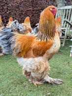 Brahama haan Buff, Dieren en Toebehoren, Pluimvee, Mannelijk, Kip